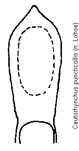 ceutorhynchus_puncticollis.gif