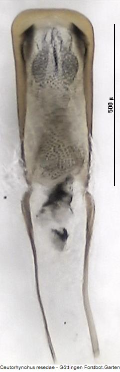 ceutorhynchus_resedae.jpg