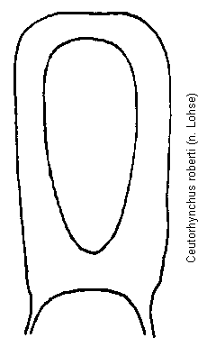 ceutorhynchus_roberti.gif