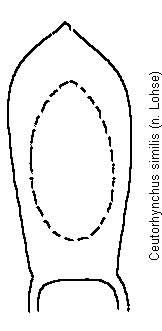 ceutorhynchus_similis.gif