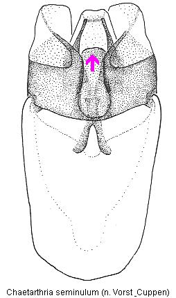 chaetarthria_seminulum1.jpg