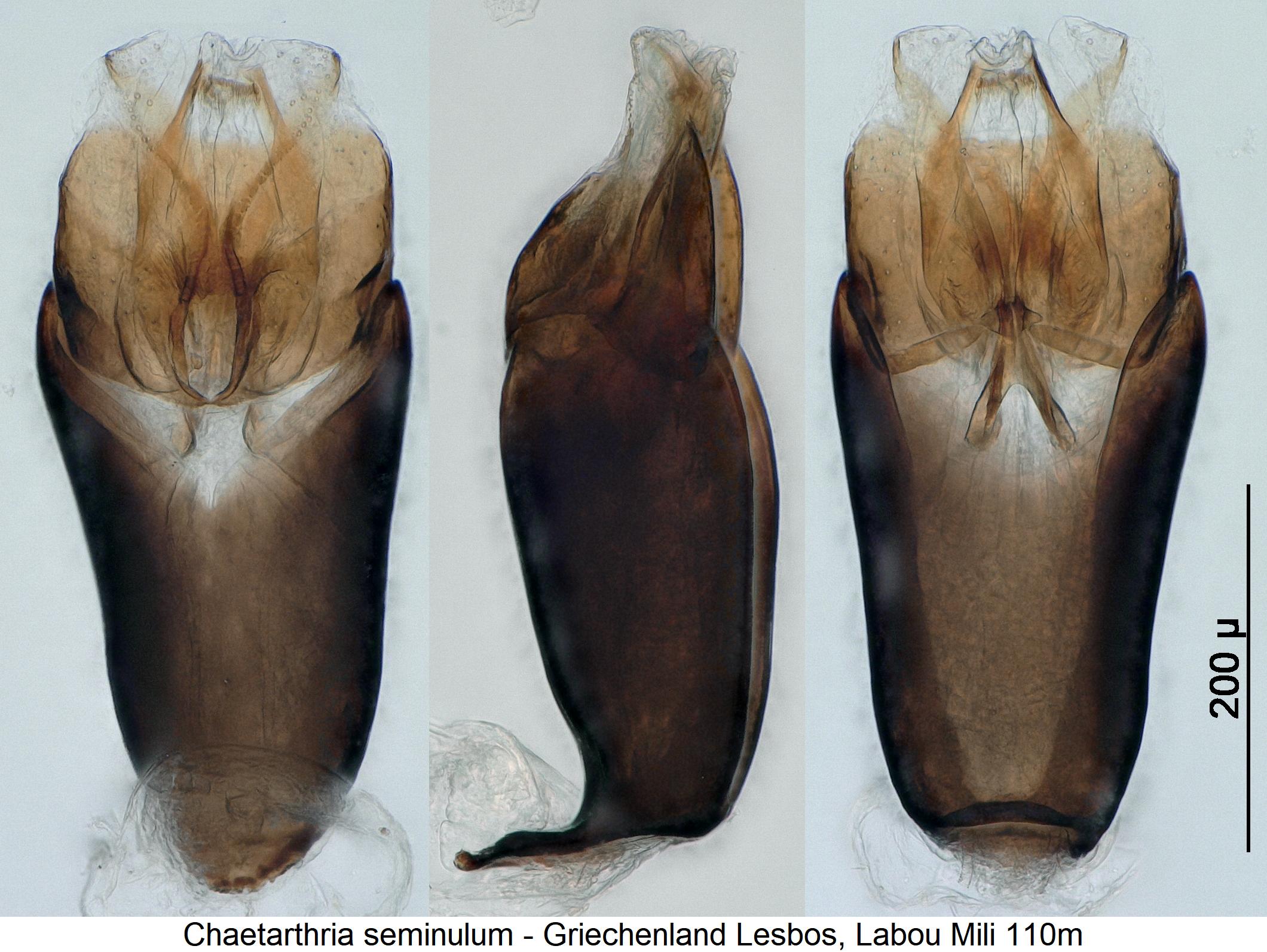 chaetarthria_seminulum2.jpg