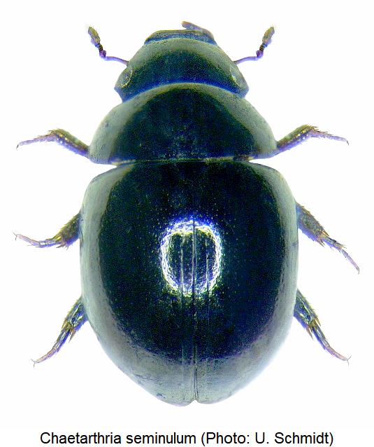 chaetarthria_seminulum_hab1.jpg