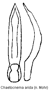 chaetocnema_arida.gif