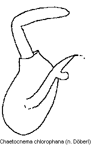 chaetocnema_chlorophana_sperm.gif
