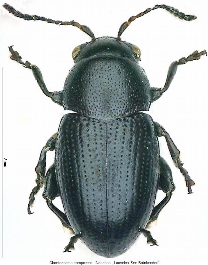 chaetocnema_compressa_hab.jpg