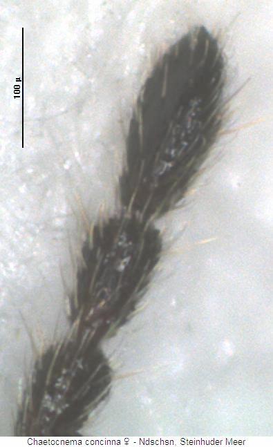 chaetocnema_concinna_f.jpg