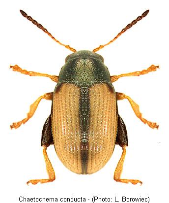 chaetocnema_conducta.jpg