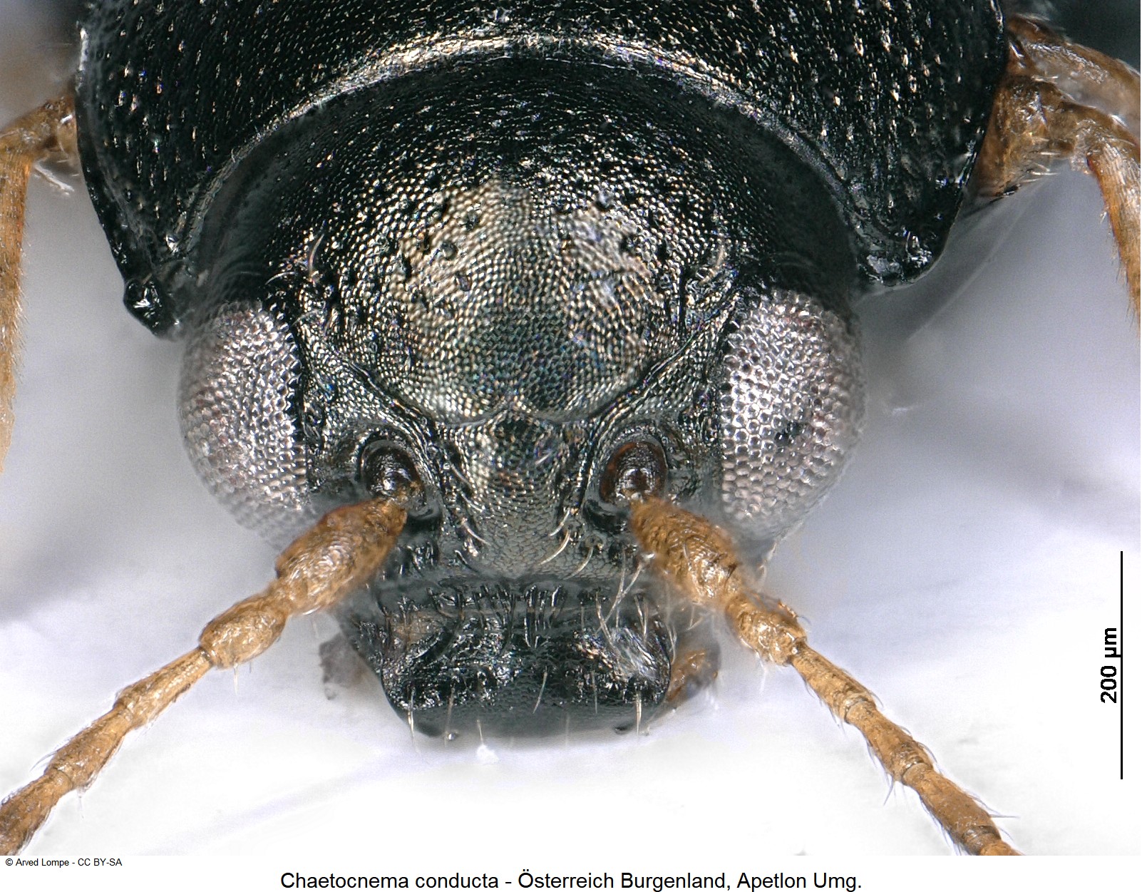 chaetocnema_conducta_ck33408611_k.jpg