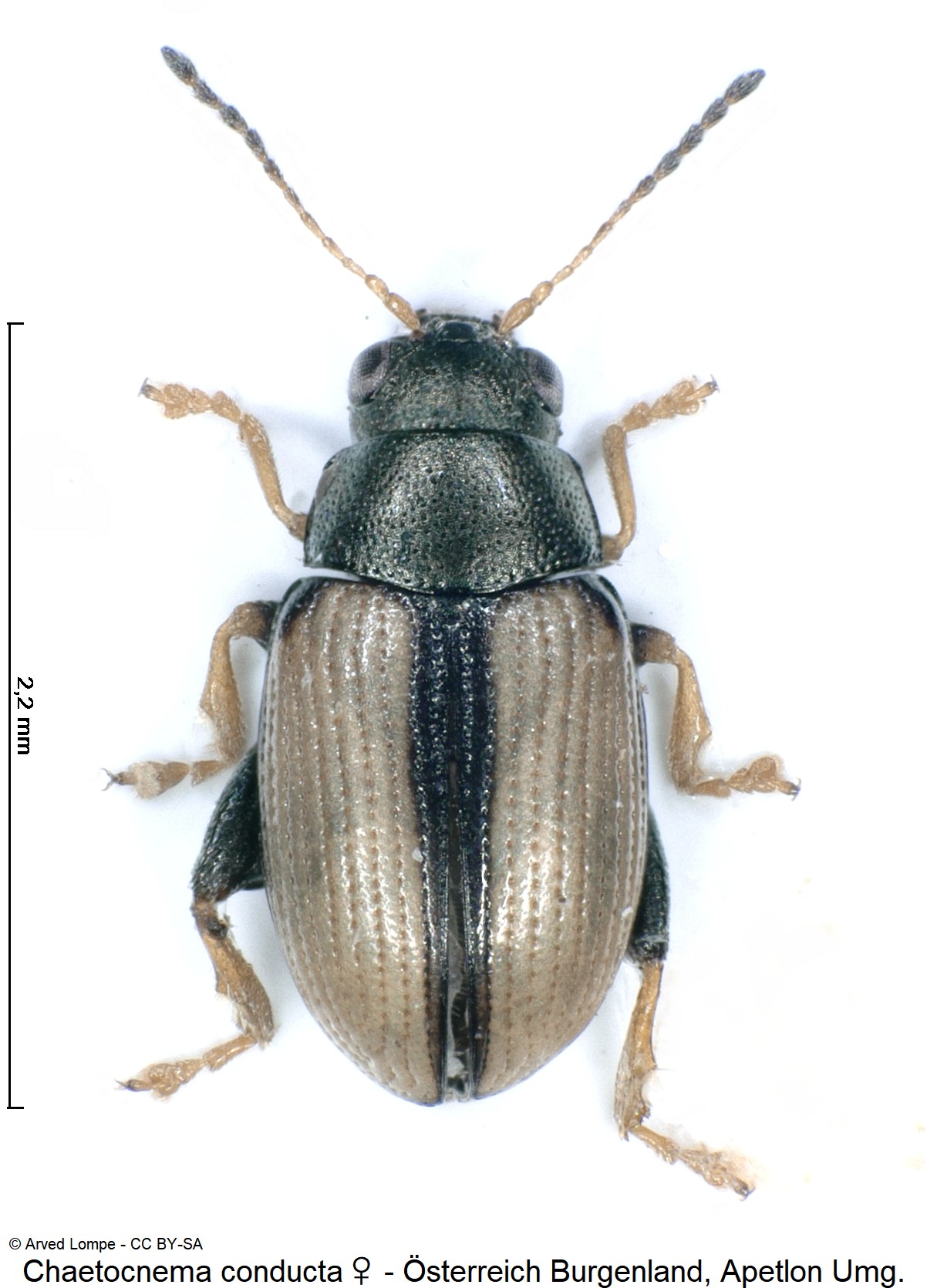 chaetocnema_conducta_w_ck35237442_hab.jpg
