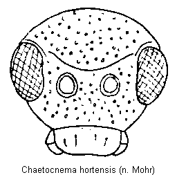 chaetocnema_hortensis_k.gif