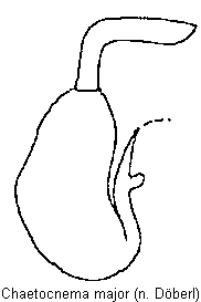 chaetocnema_major_sperm.gif