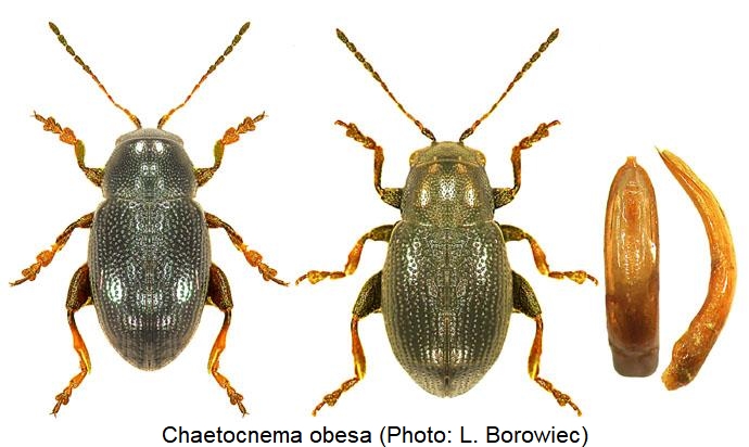 chaetocnema_obesa.jpg