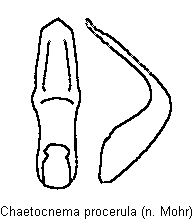chaetocnema_procerula.gif