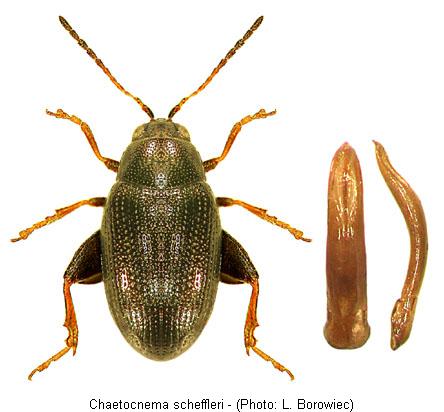 chaetocnema_scheffleri.jpg