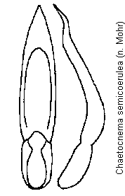 chaetocnema_semicoerulea.gif