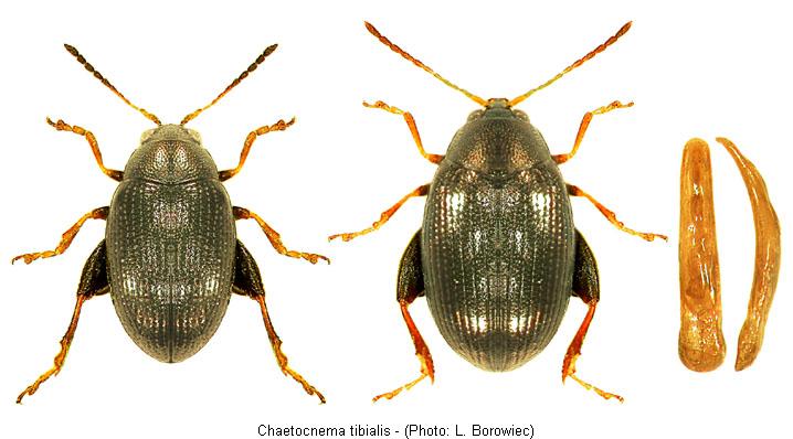 chaetocnema_tibialis.jpg