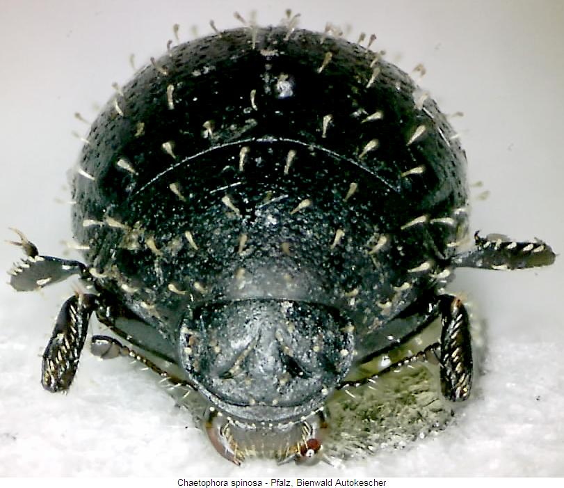 chaetophora_spinosa_vk.jpg