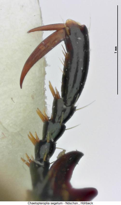 chaetopteroplia_segetum_vtr.jpg