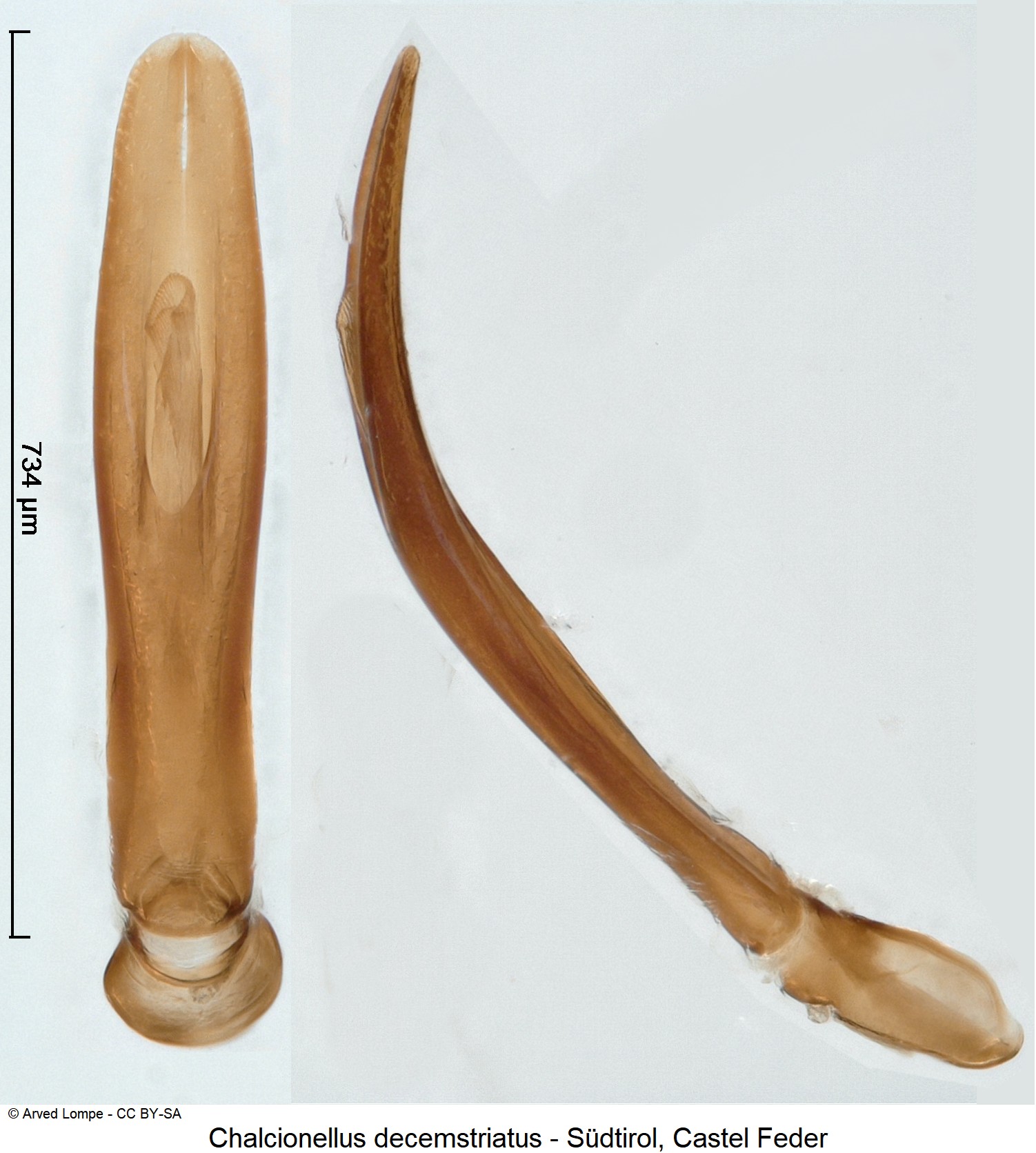 chalcionellus_decemstriatus_ck3438.jpg