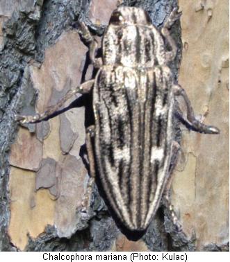 chalcophora_mariana_hab.jpg