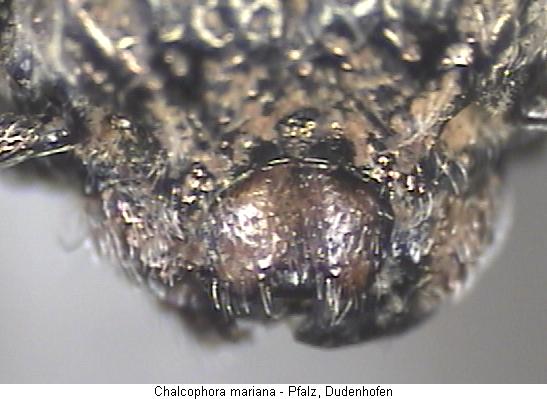 chalcophora_mariana_ol.jpg