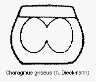 charagmus_griseus_vbr.gif