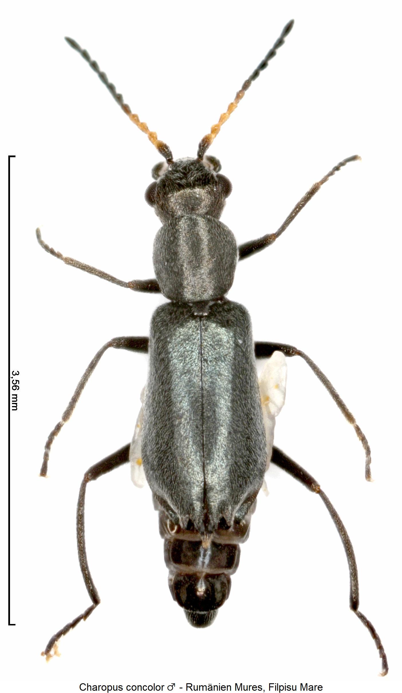 charopus_concolor_hab.jpg
