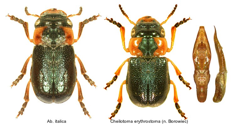 cheilotoma_erythrostoma.jpg