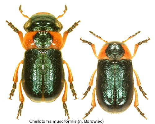 cheilotoma_musciformis.jpg