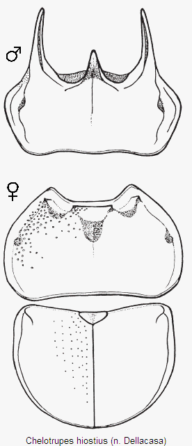 chelotrupes_hiostius_hsch.gif