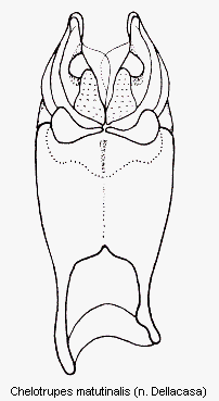 chelotrupes_matutinalis.gif