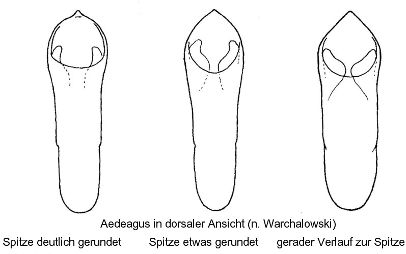 chilotomina_aed.jpg