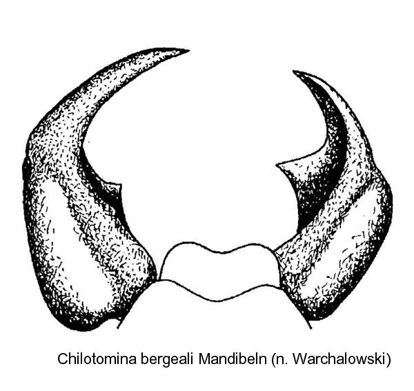 chilotomina_bergeali_man.jpg