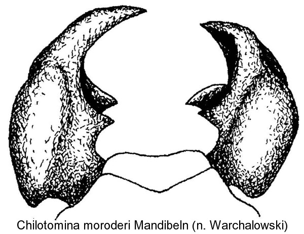 chilotomina_moroderi_man.jpg