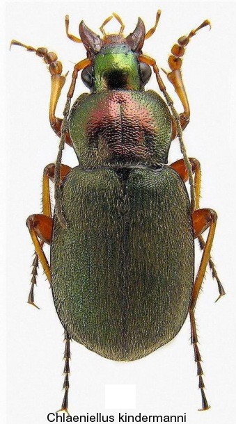 chlaeniellus_kindermanni.jpg
