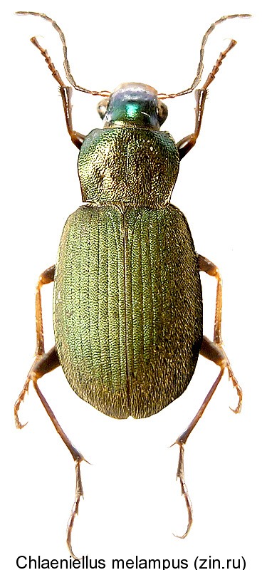 chlaeniellus_melampus.jpg