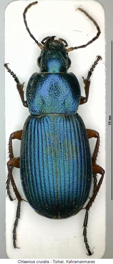 chlaenius_cruralis_hab.jpg