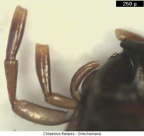 chlaenius_flavipes_ts.jpg