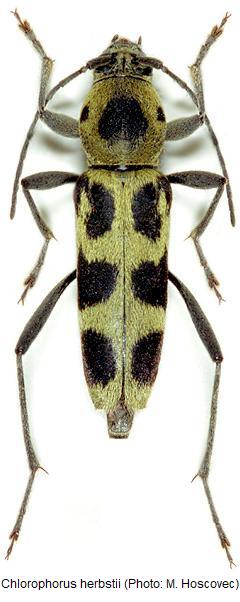 chlorophorus_herbstii_hab.jpg