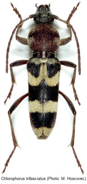 chlorophorus_trifasciatus_hab1.jpg