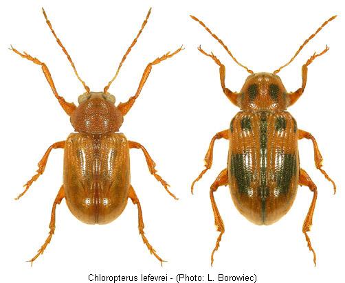 chloropterus_lefevrei.jpg