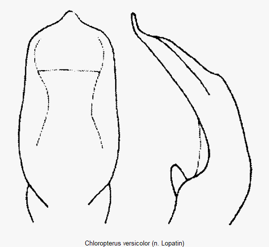 chloropterus_versicolor.gif