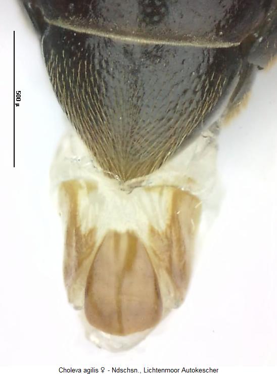 choleva_agilis_tergit.jpg