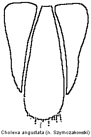 choleva_angustata_gt.gif
