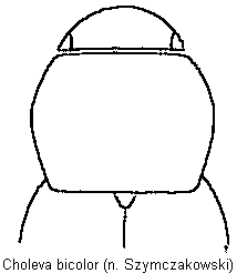 choleva_bicolor_vk.gif