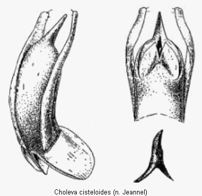 choleva_cisteloides.gif