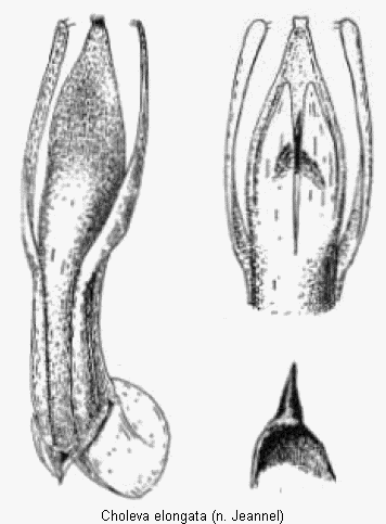 choleva_elongata.gif