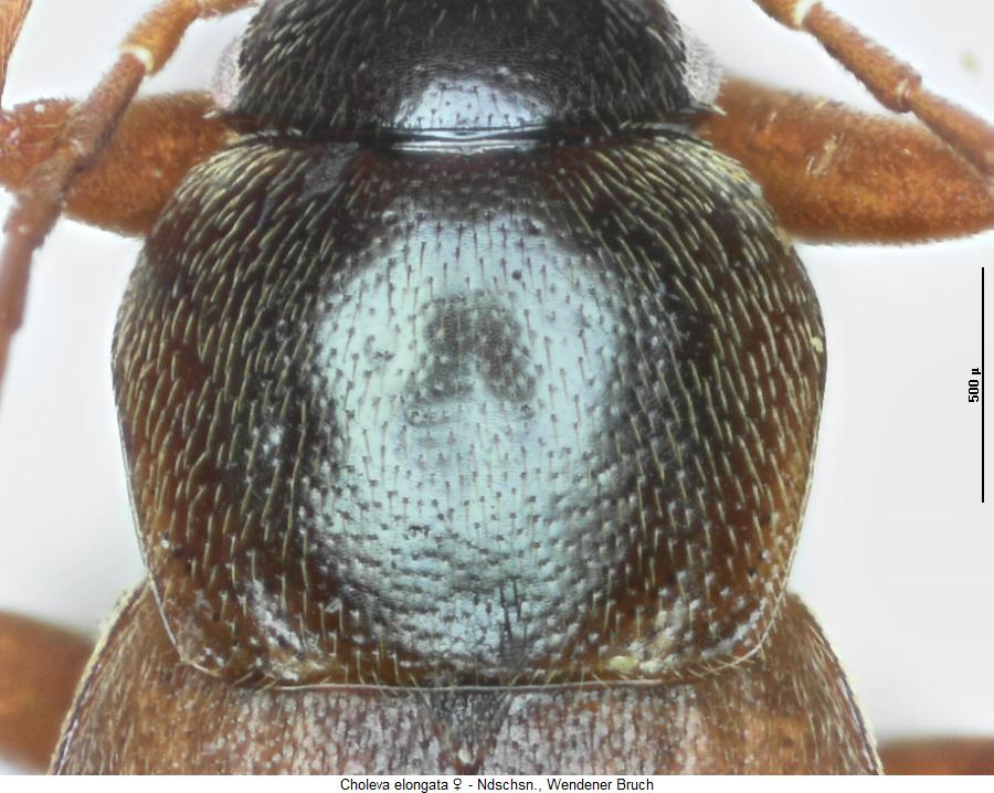 choleva_elongata_hsch.jpg