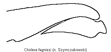 choleva_fagniezi_troch.gif